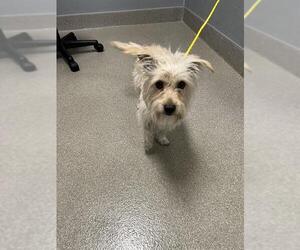 Mutt Dogs for adoption in Las Vegas, NV, USA