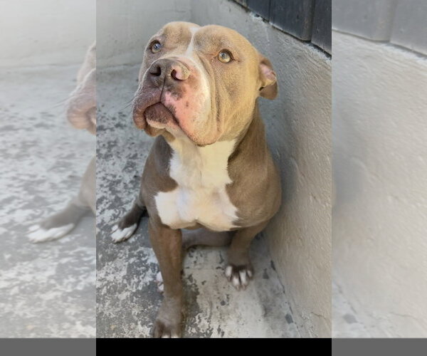 Medium Photo #4 Mutt Puppy For Sale in Leavenworth, KS, USA