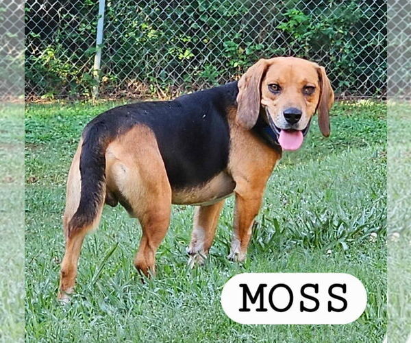 Medium Photo #1 Beagle Puppy For Sale in Woodbury, NY, USA