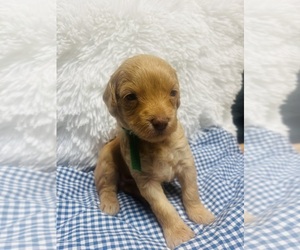 F2 Aussiedoodle Puppy for sale in LEOMA, TN, USA