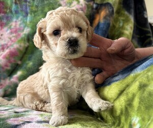 Poodle (Miniature) Puppy for sale in THORP, WI, USA