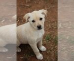 Small Photo #3 Australian Retriever Puppy For Sale in McDonough, GA, USA