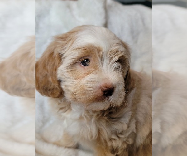 Medium Photo #13 Lhasa Apso Puppy For Sale in PHOENIX, AZ, USA
