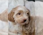 Small #12 Lhasa Apso