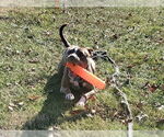 Small #8 American Pit Bull Terrier