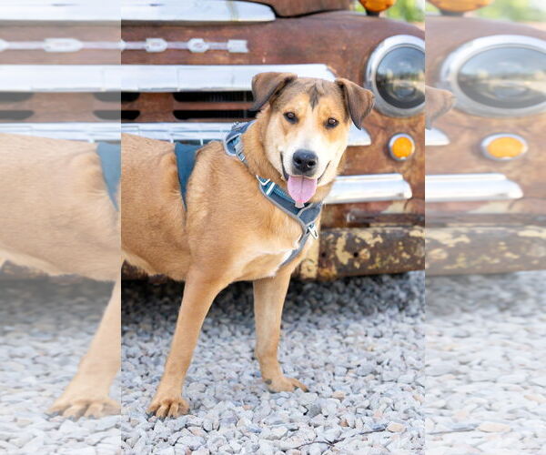 Medium Photo #2 Shepradors Puppy For Sale in McKinney, TX, USA