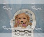 Small Photo #7 Maltipoo Puppy For Sale in SANGER, TX, USA