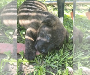 Mountain Cur-Unknown Mix Dogs for adoption in Godfrey, IL, USA