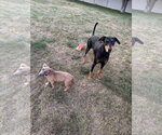 Small Photo #3 Doberman Pinscher-Unknown Mix Puppy For Sale in Minneaoplis, MN, USA