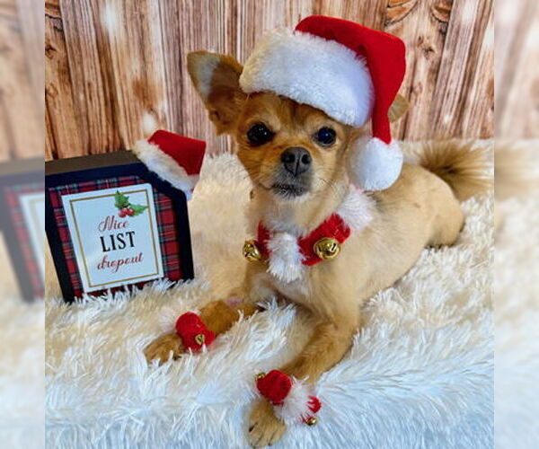 Medium Photo #5 Pomeranian-Unknown Mix Puppy For Sale in Arlington, VA, USA