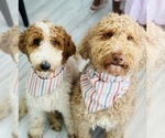 Small #13 Labradoodle-Poodle (Standard) Mix