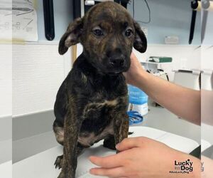 Ed - Male Labrador Retriever-Unknown Mix Dog for Adoption - Photo #2