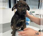 Small Photo #2 Labrador Retriever-Unknown Mix Puppy For Sale in Washington, DC, USA