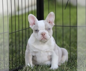 French Bulldog Puppy for sale in NEWPORT BEACH, CA, USA
