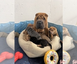Father of the Chinese Shar-Pei puppies born on 09/10/2023