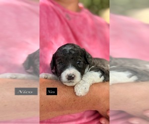 Goldendoodle Puppy for sale in HILLSBORO, TX, USA