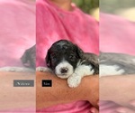 Small Goldendoodle