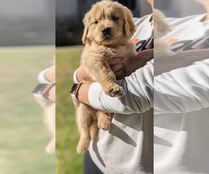 Golden Retriever Puppy for sale in WESTLAKE VILLAGE, CA, USA