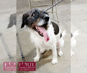 Rokky - Female Border Airedale Dog for Adoption - Photo #3