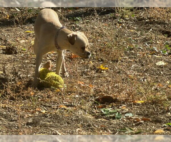Medium Photo #3 Chug Puppy For Sale in Fort Collins, CO, USA