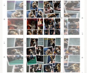 Basset Hound Puppy for sale in MEMPHIS, TN, USA