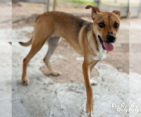 Medium Photo #3 Beagle-Black Mouth Cur Mix Puppy For Sale in Washington, DC, USA