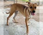 Small #2 Beagle-Black Mouth Cur Mix