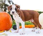 Puppy Oxford Boxer