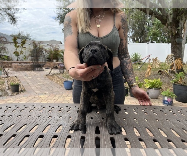 Medium Photo #22 Cane Corso Puppy For Sale in LAND O LAKES, FL, USA