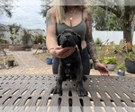 Small Photo #22 Cane Corso Puppy For Sale in LAND O LAKES, FL, USA