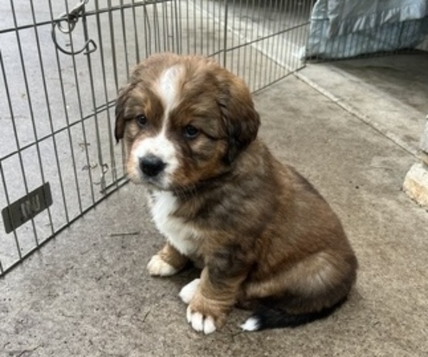 Medium Photo #1 Great Bernese Puppy For Sale in IOLA, WI, USA
