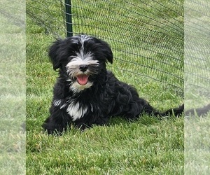 Morkie Puppy for Sale in HOLLAND, Michigan USA