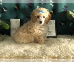 Small Photo #1 Poodle (Toy) Puppy For Sale in WINSTON SALEM, NC, USA