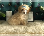 Small Poodle (Toy)