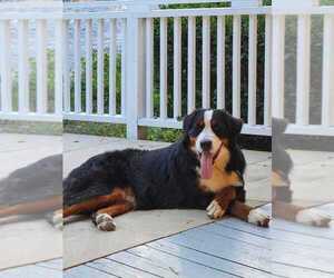 Bernese Mountain Dog Puppy for sale in CAMDEN, SC, USA