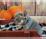 Small Photo #14 French Bulldog Puppy For Sale in ROSEVILLE, CA, USA