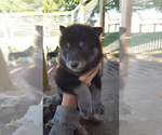 Small Photo #15 German Shepherd Dog-Wolf Hybrid Mix Puppy For Sale in DALTON, OH, USA