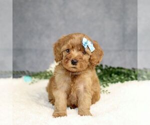 Cavapoo Puppy for sale in BIRD IN HAND, PA, USA