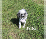 Small #25 Poodle (Toy)