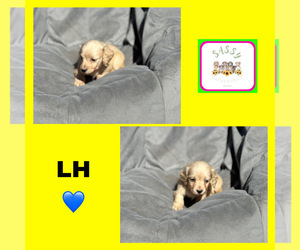 Dachshund Puppy for sale in BENNINGTON, OK, USA