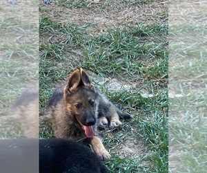 German Shepherd Dog Puppy for sale in WISTER, OK, USA