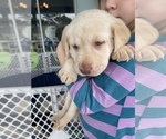Small Photo #3 Labrador Retriever Puppy For Sale in VERO BEACH, FL, USA
