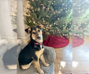 Mutt Dogs for adoption in Rockaway, NJ, USA