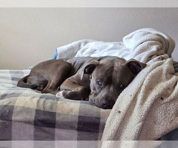 Medium Photo #1 American Pit Bull Terrier-Unknown Mix Puppy For Sale in Euless, TX, USA