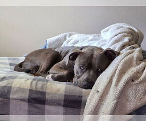 American Pit Bull Terrier-Unknown Mix Dogs for adoption in Euless, TX, USA