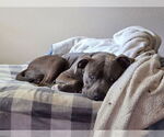 Small American Pit Bull Terrier Mix