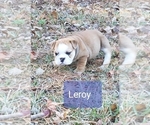 Small Photo #8 Bulldog Puppy For Sale in GRIFFIN, GA, USA