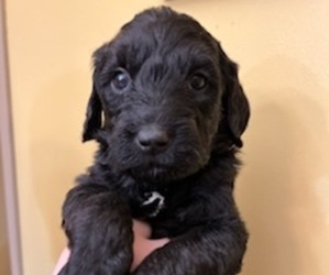 Labradoodle Puppy for Sale in WOOLWICH, Maine USA