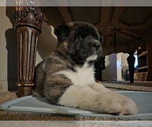 Akita Puppy for sale in COLORADO SPRINGS, CO, USA