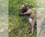 Small Photo #46 Labrador Retriever Puppy For Sale in FREDERICKSBG, OH, USA